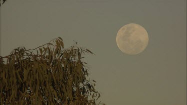 Full moon over a treetop