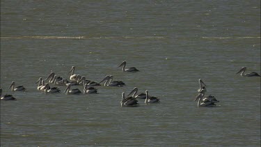 Large flock of Pelicans swimming
