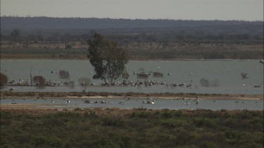 Large flock of Pelicans swimming