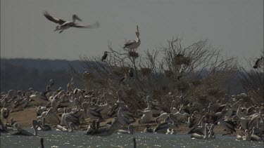 Pelican Colony