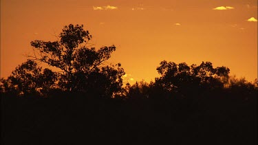 Sunset over treetops