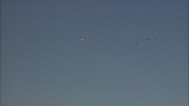 Pelicans and other birds in flight