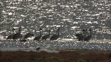 Flock of Pelicans at the water's edge