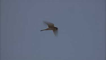 Nankeen Kestrel in flight