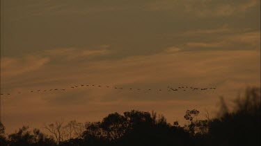 Flock of birds flying at sunset