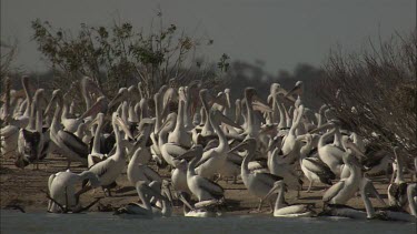 Flock of Pelicans