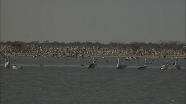 Flock of Pelicans swimming