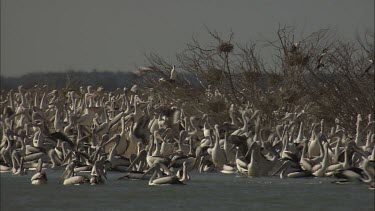 Flock of Pelicans swimming