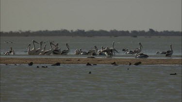 Flock of Pelicans swimming
