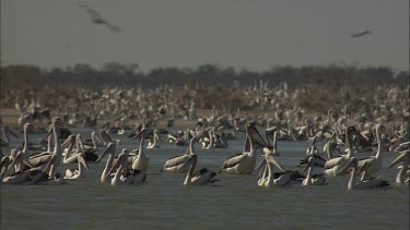 Flock of Pelicans swimming