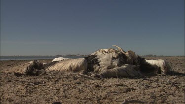 Pelican carcass on a beach