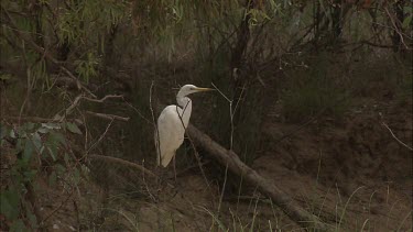 Great Egret on the shoreline