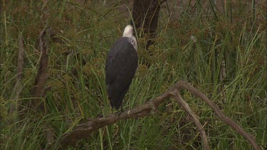 White-Necked Heron on a branch