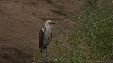 White-Necked Heron on shore