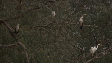 White-Necked Herons, Great Egrets and Pied Cormorant perched in trees