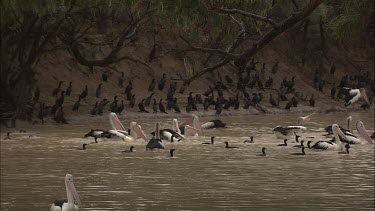 Pelicans and Little Black Cormorants swimming