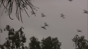 Flock of Little Black Cormorants flying and perched