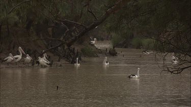 Flock of Pelicans swimming