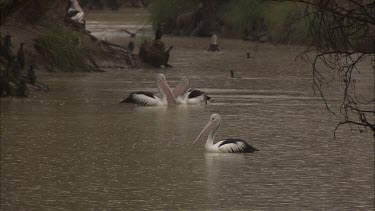 Flock of Pelicans swimming