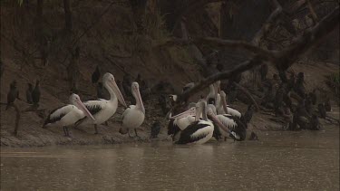 Flock of Pelicans at the water's edge