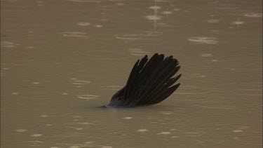 Black wing in water