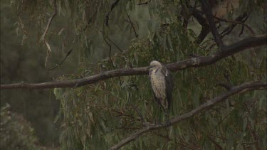 White-Necked Heron in a tree while raining