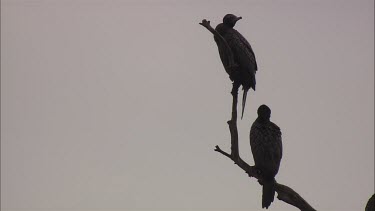 Little Black Cormorants in a tree