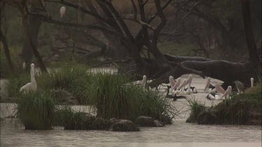 Flock of Pelicans and Little Black Cormorants