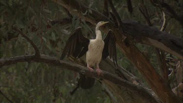 Pied Cormorant in a tree