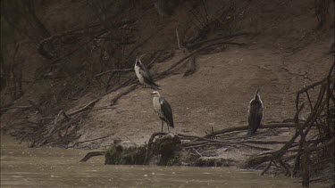 White-Necked Herons on shore