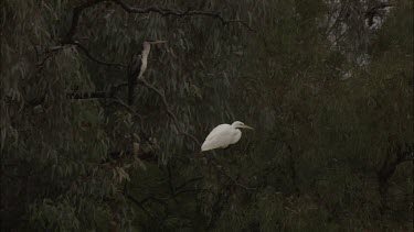 Egret and Pied Cormorant in a tree