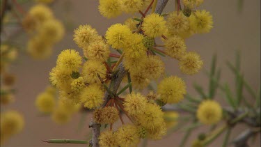 Wattle tree flowers