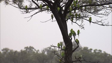 Budgerigars in a tree
