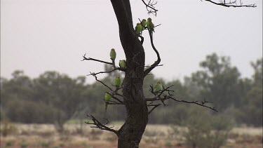 Yellow and Green Budgies in a tree