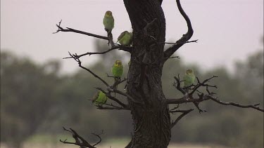 Yellow and Green Budgies in a tree