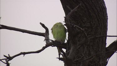 Yellow and Green Budgie in a tree