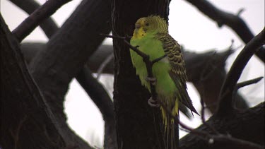 Yellow and GreenBudgies in trees