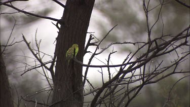 Yellow and Green Budgies in trees
