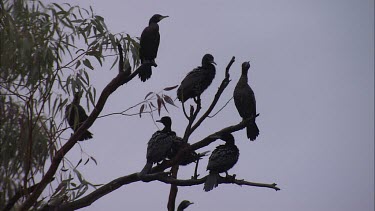 Little Black Cormorants perched in a tree