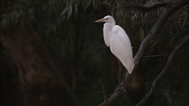 Egret perched on a branch