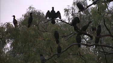 Little Black Cormorants perched in trees