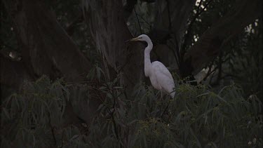 Great Egret in a forest
