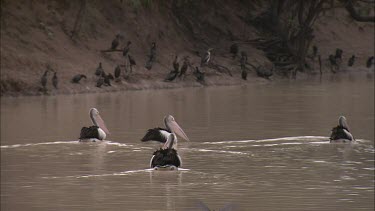 Pelicans swimming and Little Black Cormorants flying