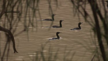 Little Black Cormorants swimming