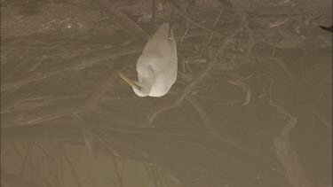Great Egret feeding on the shoreline