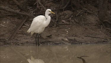 Great Egret feeding on the shoreline