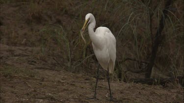Great Egret eating a fish