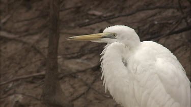 Close up of Great Egret