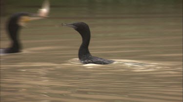 Cormorants swimming and diving
