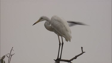 Egret in a tree and Pied Cormorants flying in the background